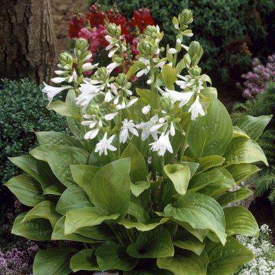 Hosta hybr. Royal Standard, Funkia