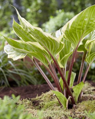 Hosta hybr. Sorbet ®, Funkia