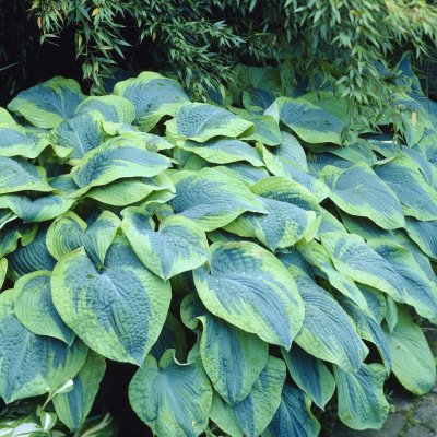 Hosta hybr. Tokudama Flavocircinalis