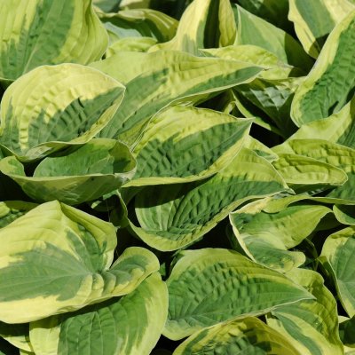Hosta hybr. Wide Brim, Funkia, C3