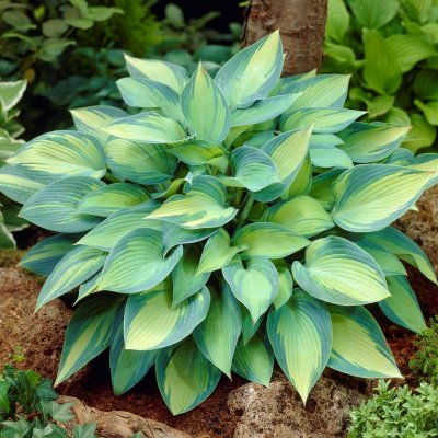 Hosta tardiana June ®, Blåfunkia