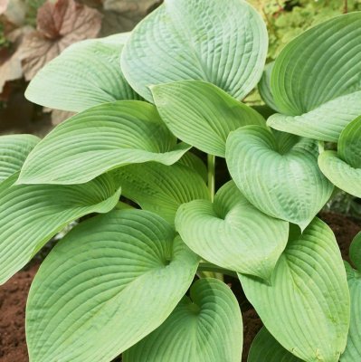 Hosta hybr. Jurassic Park, Funkia, C13cm