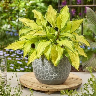 Hosta hybr. Lipstick Kiss