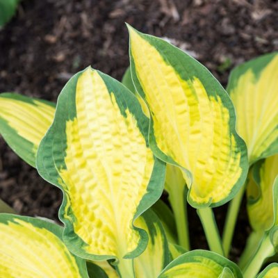 Hosta hybr. Orange Marmalade, Funkia, P11cm