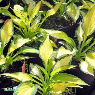 Hosta hybr. Orange Marmalade, Funkia, P11cm