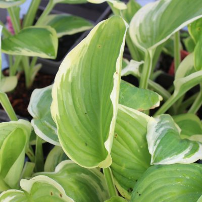 Hosta plantaginea Diana Remembered, Doftfunkia