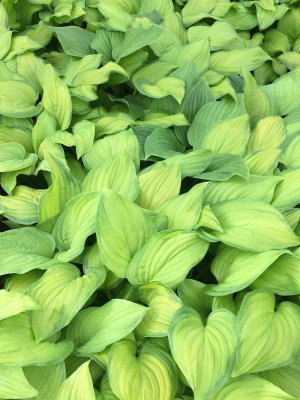 Hosta plantaginea Guacamole, Doftfunkia, C13cm
