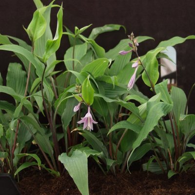 Hosta hybr. Red October, Funkia, P11cm