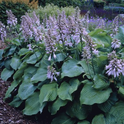 Hosta sieboldiana Blue Angel, Daggfunkia