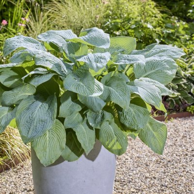 Hosta sieboldiana Blue Mammoth