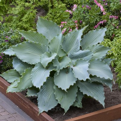 Hosta hybr. Skywriter