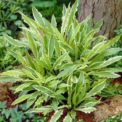 Hosta hybr. Stiletto, Funkia, SQ1