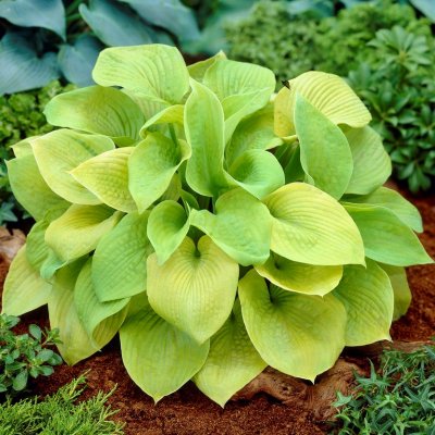 Hosta hybr. Sum and Substance, Funkia