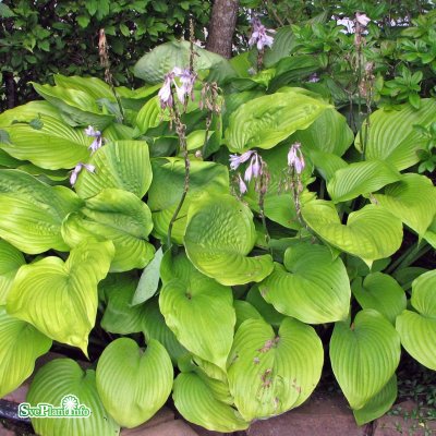 Hosta hybr. Sum and Substance, Funkia, C13cm