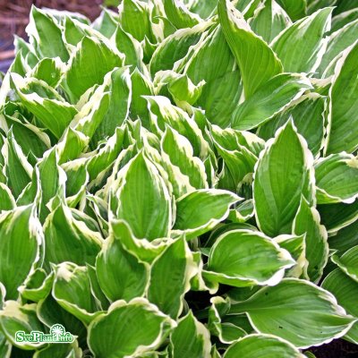 Hosta undulata Albomarginata, Brokfunkia, C13cm