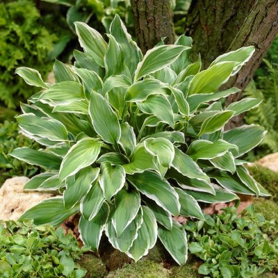 Hosta undulata Albomarginata, Brokfunkia