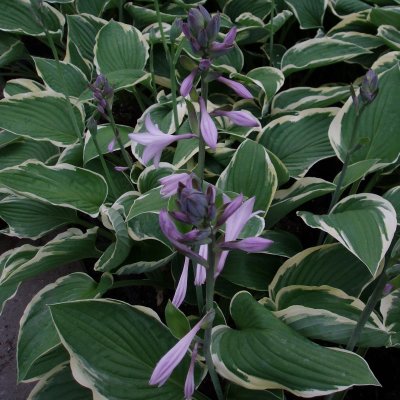 Hosta undulata Albomarginata, Brokfunkia, C13cm