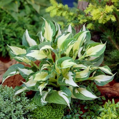 Hosta fortunei Whirlwind, Funkia