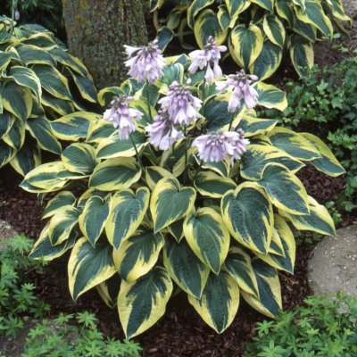 Hosta hybr. Wide Brim, Funkia