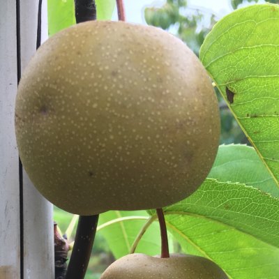 Sandpäron, Hosui, 150cm co