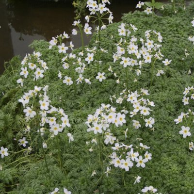 Hottonia palustris