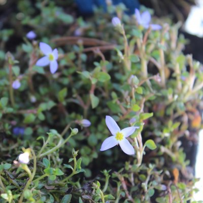 Houstonia caerulea Millard´s Variety, Porslinsstjärna, P9cm