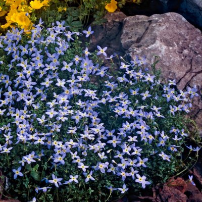 Houstonia caerulea Millard´s Variety, Porslinsstjärna, P9cm