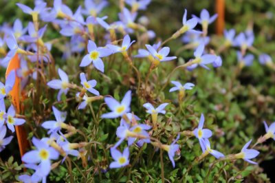 Houstonia caerulea Millard´s Variety, Porslinsstjärna, P9cm