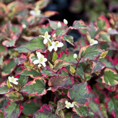 Houttuynia cordata Chameleon, Kamelontblad, P9cm