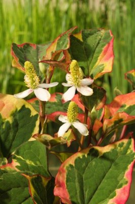 Houttuynia cordata Chameleon, Kamelontblad, Ödleblad, P9cm