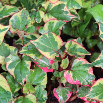 Houttuynia cordata Chameleon, Kamelontblad, P9cm