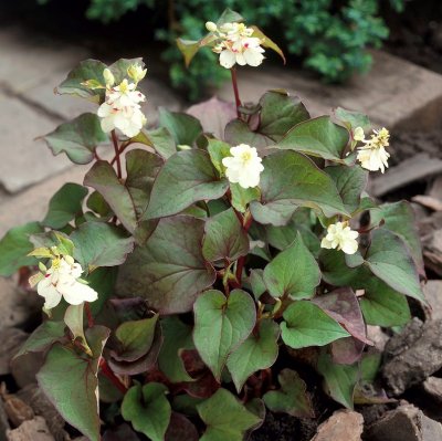 Houttuynia cordata Plena, Kamelontblad/Ödleblad, P9cm