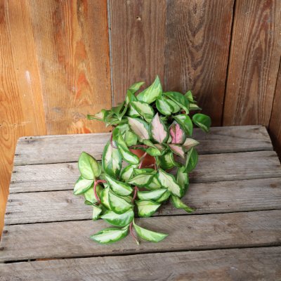 Hoya carnosa Tricolor