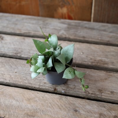 Hoya krohniana Eskimo