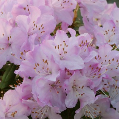 Rhododendron hybr. Snipe