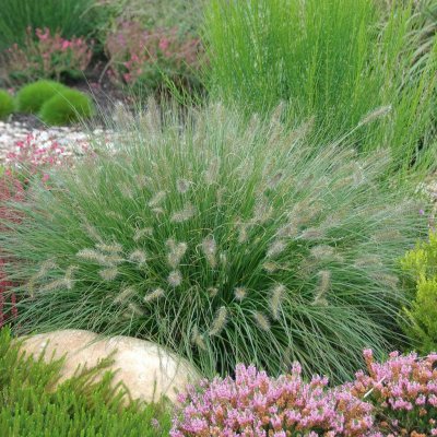 Pennisetum alopecuroides Hameln, Lampborstgräs, SQ1