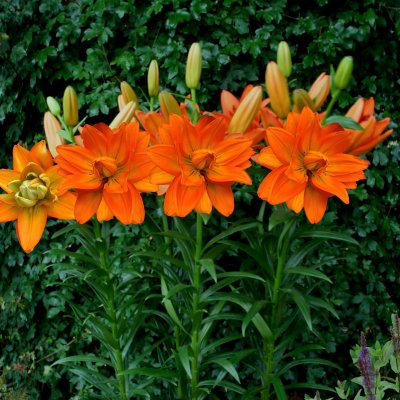 Asiatisk Lilja Hulk 3st