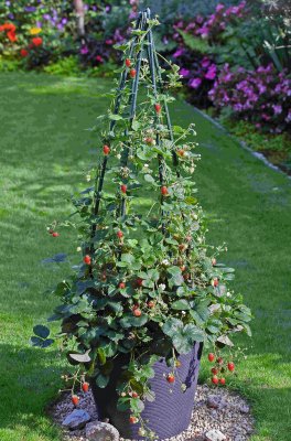 Fragaria x ananassa Hummi® KletterToni