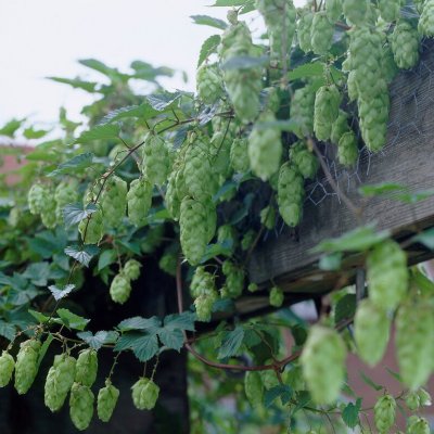 Humulus lupulus Pioneer, Humle, C2