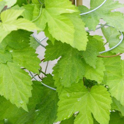 Humulus lupulus Golden Tassels ® (Diva ®), Guldhumle, C2
