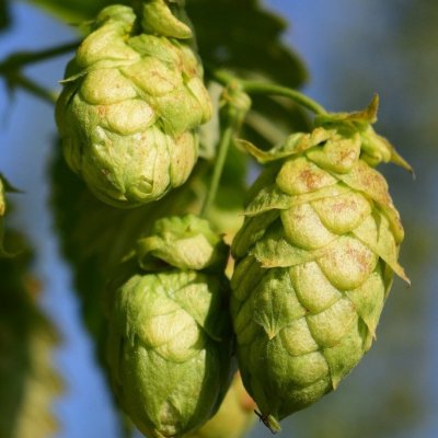 Humulus lupulus Hallertauer Tradition