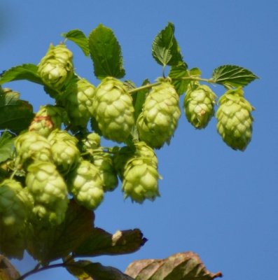 Humulus lupulus Svalöf, Humle