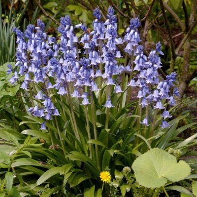 Klockhyacint Hyacinthoides hispanica Blå 10st