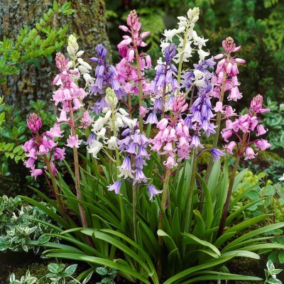 Klockhyacint Hyacinthoides hispanica Mix 10st