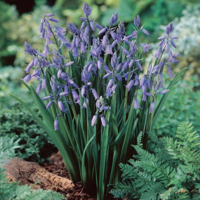 Hyacinthoides non-scripta, Engelsk Klockhyacint, P9cm
