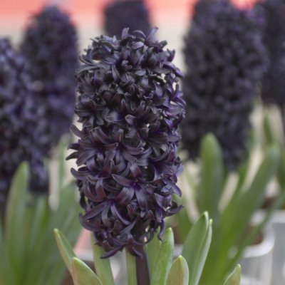 Trädgårdshyacint Hyacinthus orientalis Dark Dimension 3st