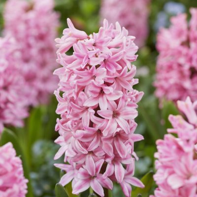 Trädgårdshyacint Hyacinthus orientalis Fondant 5st
