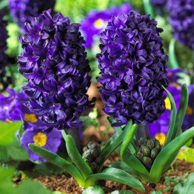 Trädgårdshyacint Hyacinthus orientalis Pacific Ocean 3st