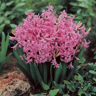 Trädgårdshyacint Hyacinthus Pink Pearl 5st