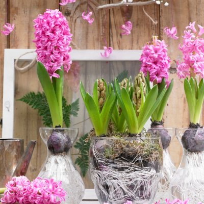 Julhyacint Hyacinthus orientalis Pink Pearl 3st